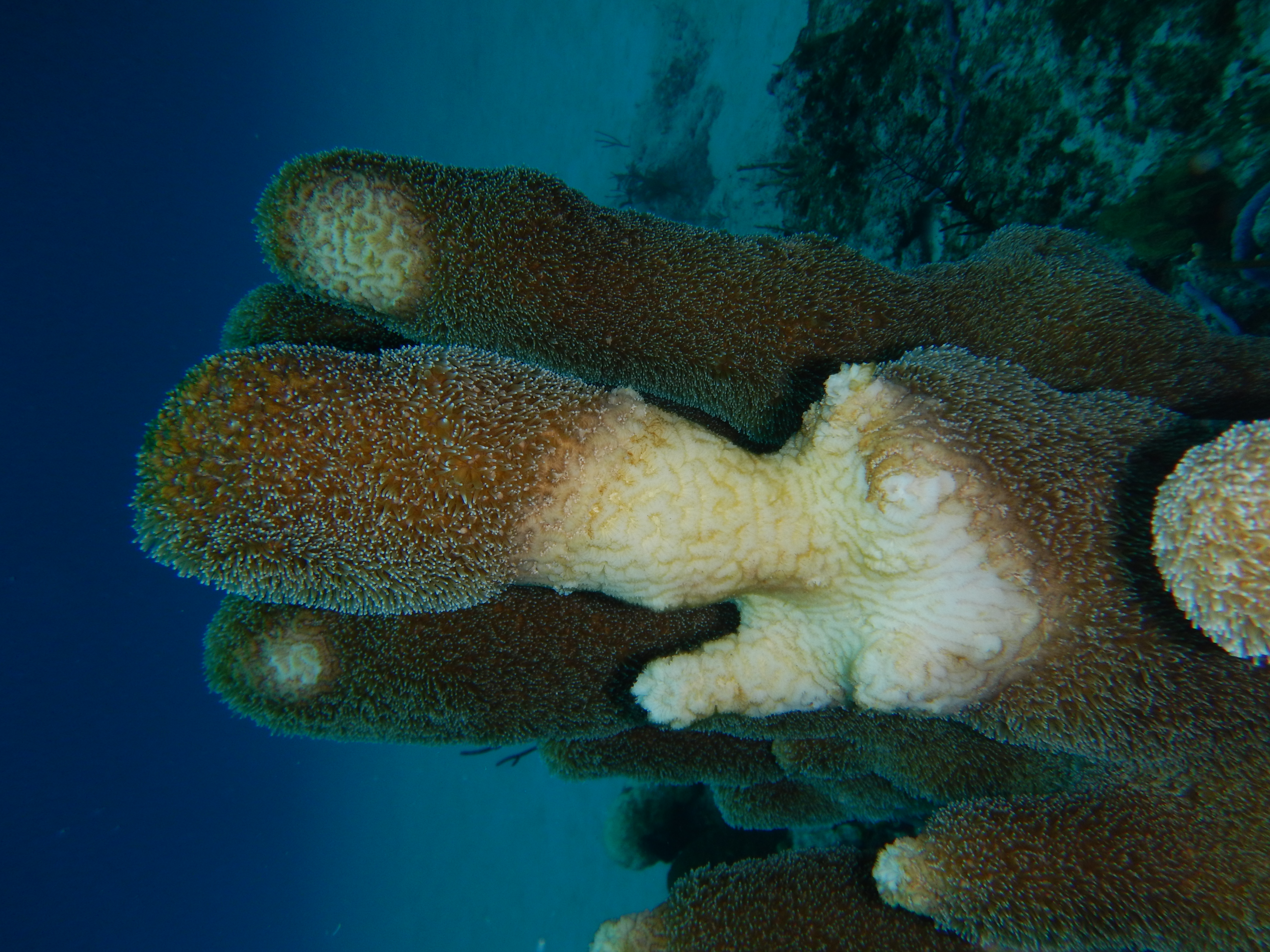 Pillar coral, Dendrogyra cylindricus, with white diseased section (Copyright: A.Z., Turks & Caicos Reef Fund)