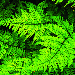fern-helen-baker-320px-web.jpg